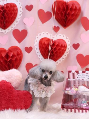 20240228サージュちゃん